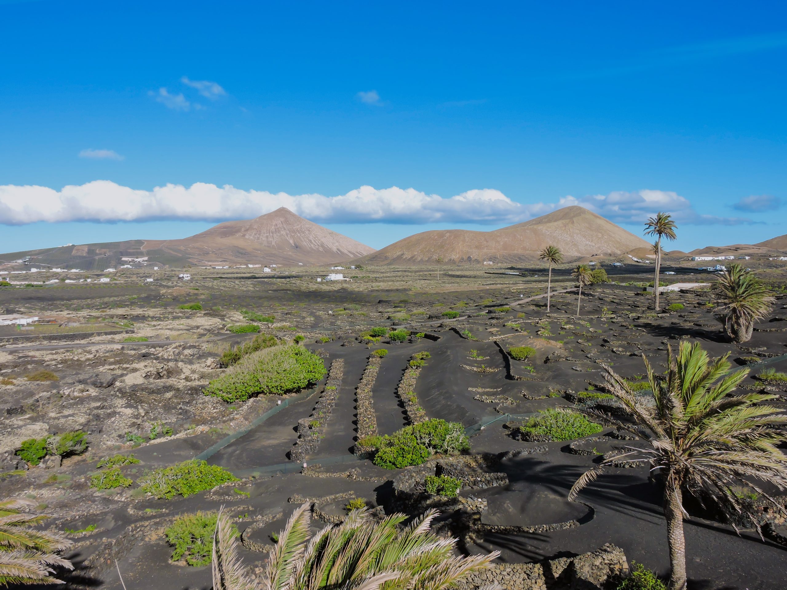 Viñedos Lanzarote