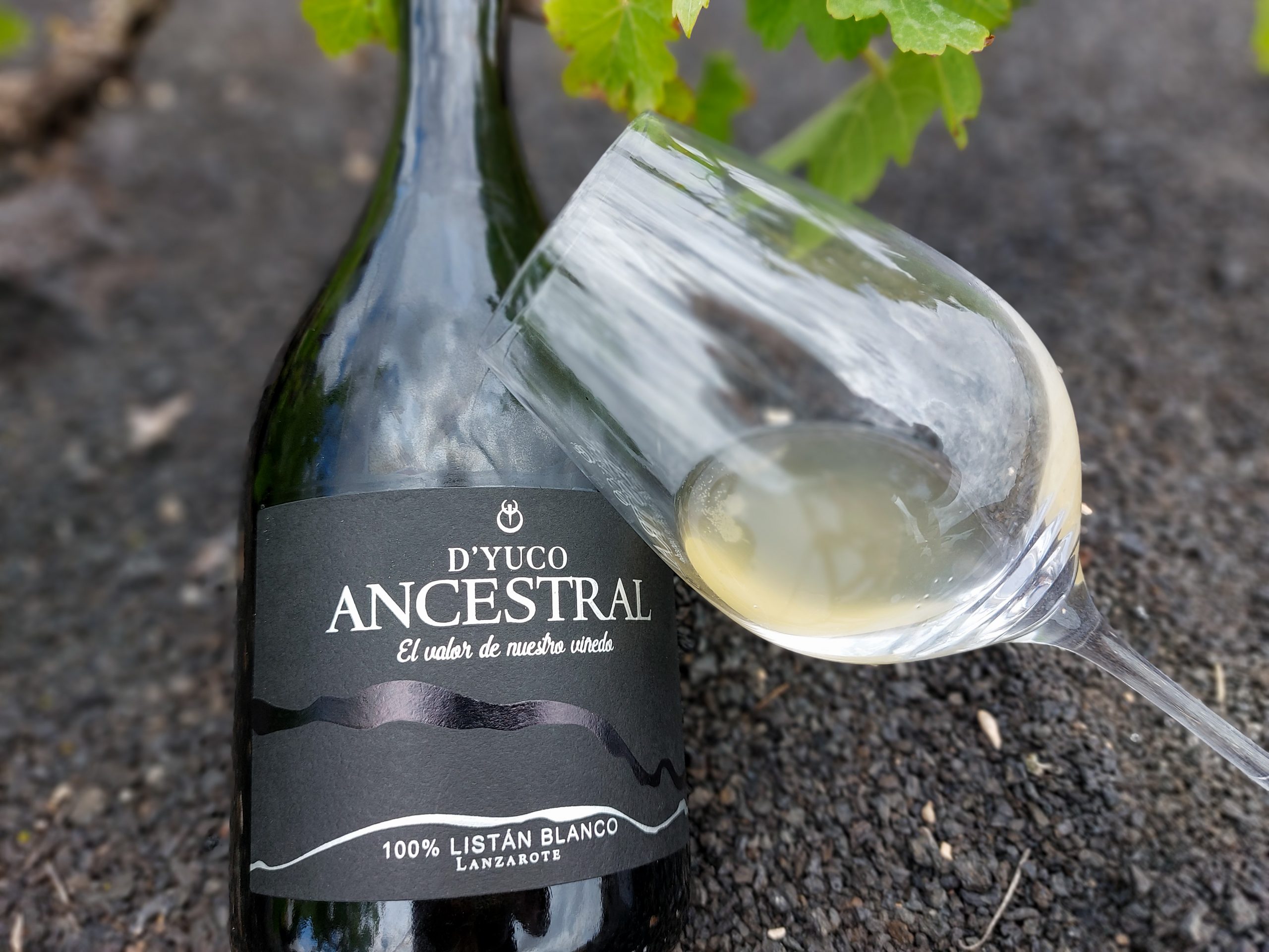 Ancestral Listán Blanco Lanzarote